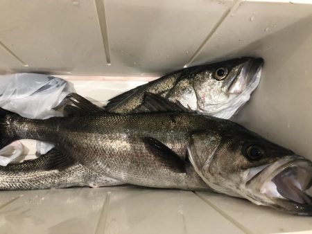 ヒラメミノーでシーバス