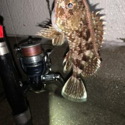 癒しのガッシー