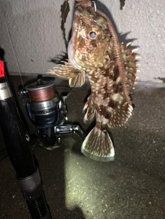 癒しのガッシー