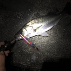 フラッシュブーストでシーバス