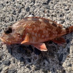 絶好の釣り日和