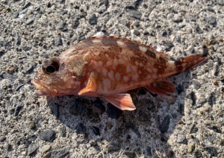 絶好の釣り日和