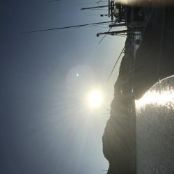 出ました！青物！ハタ！コウイカ