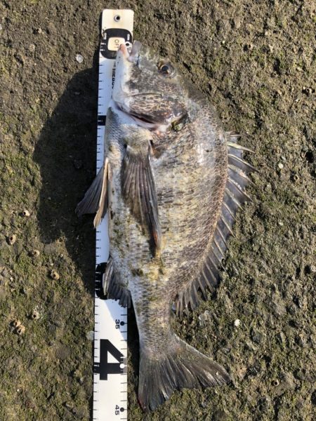 イチノ兄弟、釣果！