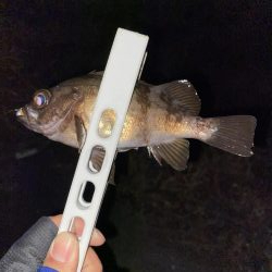 アジング釣果情報から岩国へ