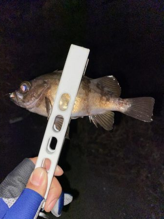 アジング釣果情報から岩国へ