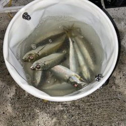 アジング、そしてショアジギング