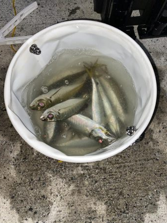 アジング、そしてショアジギング