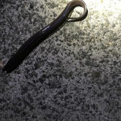 良型ガシラ祭り！