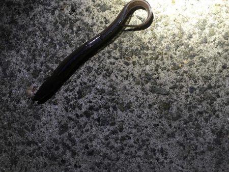 良型ガシラ祭り！