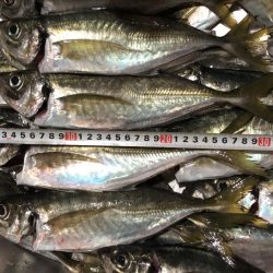 ジギング不発で残業バチコン