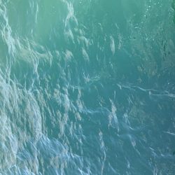 朝まずめアジング