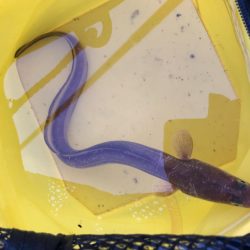 カレイ不発!でアナゴん