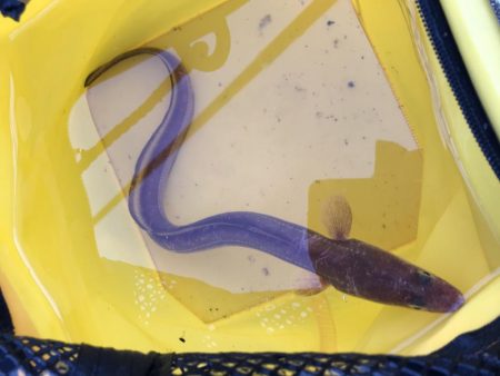 カレイ不発!でアナゴん