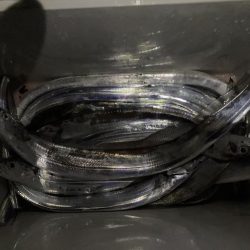 タチウオ元気いっぱい！