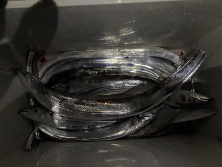 タチウオ元気いっぱい！