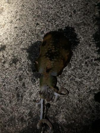 ゲキ渋ヤエン釣行