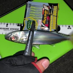 アジングとヒイカゲーム