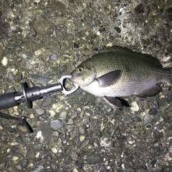 アオイソメのモジモジング