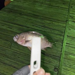 アジの回遊。。