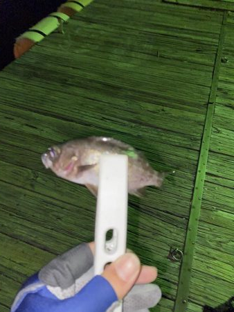 アジの回遊。。