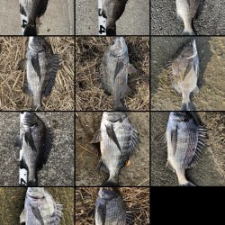 イチノ兄弟、釣果！