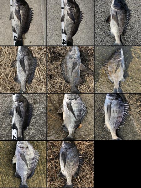 イチノ兄弟、釣果！