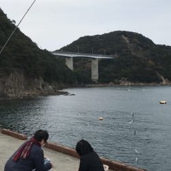 イワシ大漁100匹以上