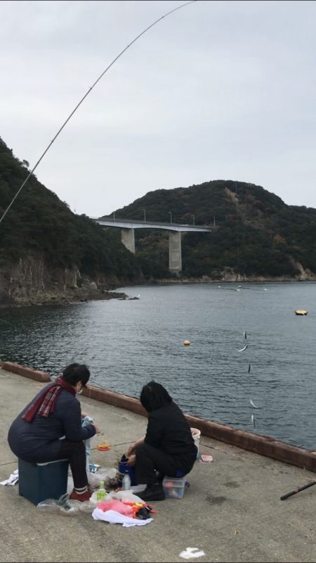 イワシ大漁100匹以上