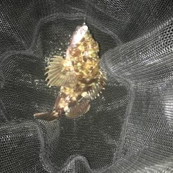 ガシラに次ぐガシラ