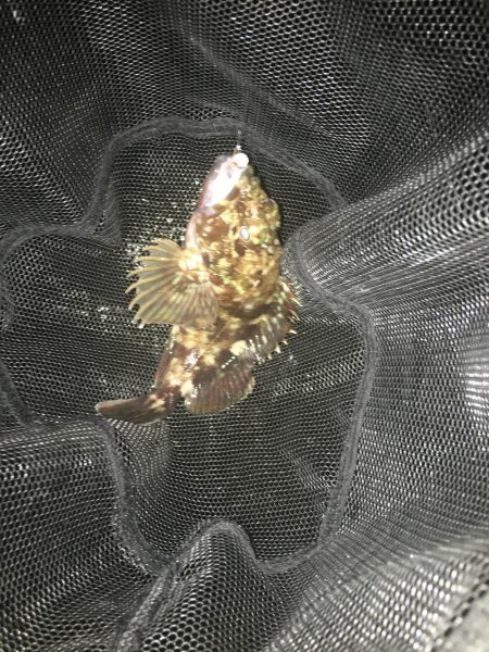 ガシラに次ぐガシラ