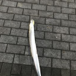 シーサイドコスモ