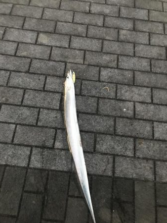 シーサイドコスモ