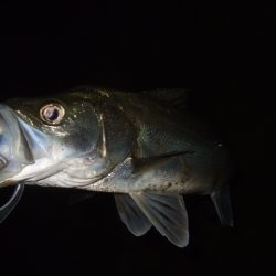 ぼちぼち落ちてます