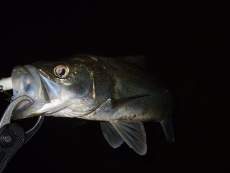 ぼちぼち落ちてます