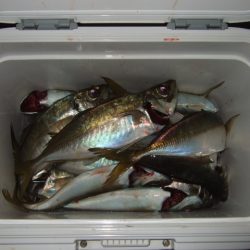 大荒れのアジング