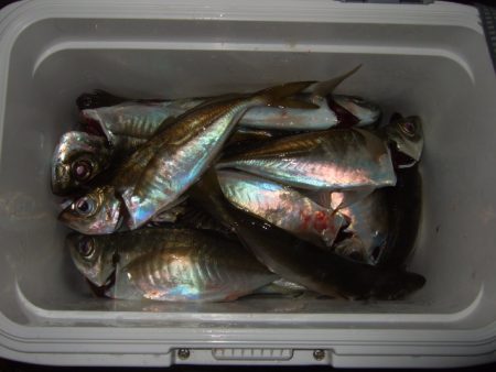 釣り納めアジング