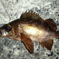 冬のライトゲーム