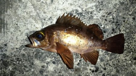 冬のライトゲーム