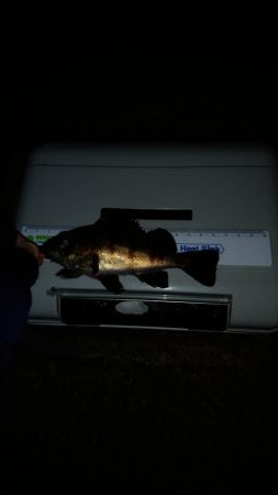 気温がまだ高いので