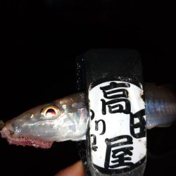 今夜もちょい投げ