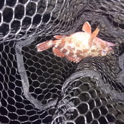 久々のガッシー