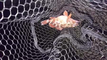 久々のガッシー