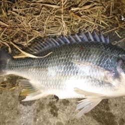 メバリング~のアジング