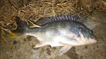 メバリング~のアジング