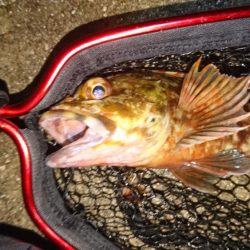 隣でタチウオ爆釣私はガシラ