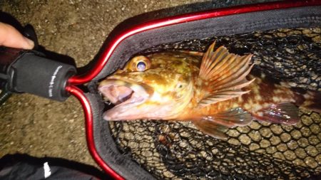 隣でタチウオ爆釣私はガシラ