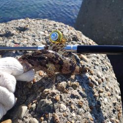 今回はクジメのナイスサイズ！