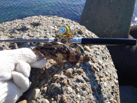 今回はクジメのナイスサイズ！