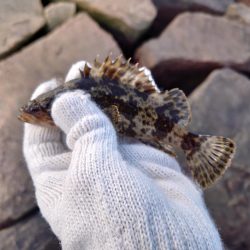 釣り納めは穴釣りで腹パンのソイ